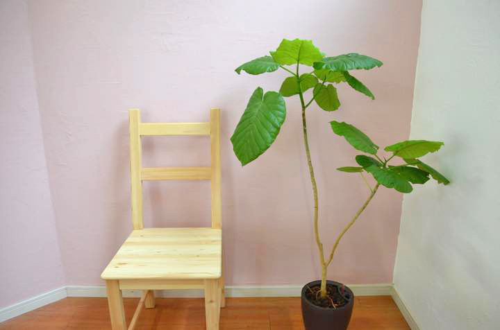 DIY写真